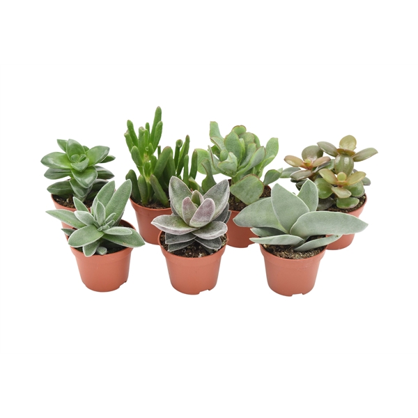 <h4>Crassula mix</h4>