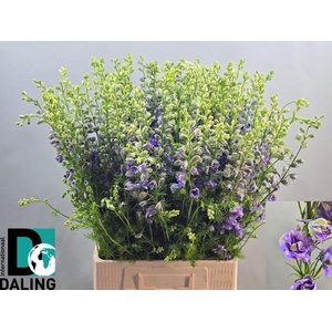 CONS R Q VIOLE LILAC