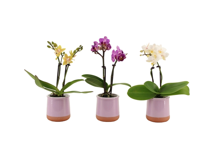 <h4>Valencia Lila Tiny Dolls Mix 2T10+ aqu@</h4>