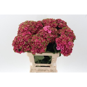 Hydr M Mag Charlotte