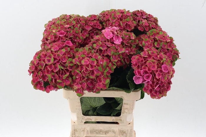 <h4>Hydr M Mag Charlotte</h4>