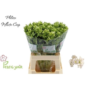 PHLOX P WHITECAP