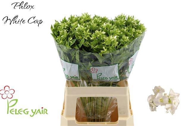 <h4>PHLOX P WHITECAP</h4>