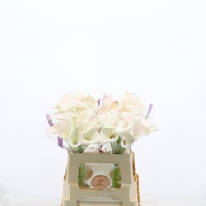 Calla Sweet Art