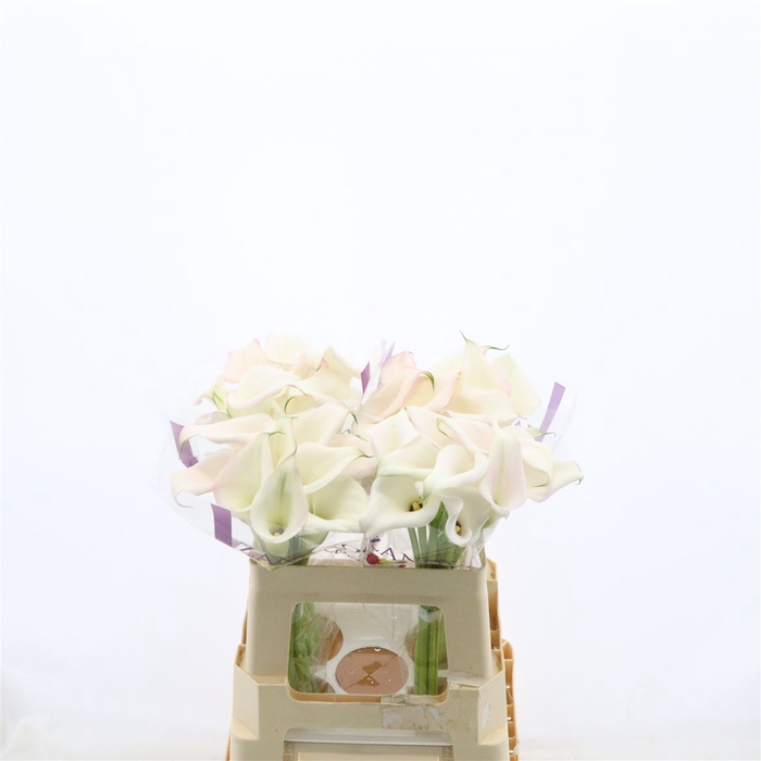<h4>Calla Sweet Art</h4>