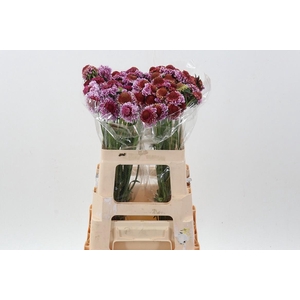 Scab At F Bicolor Pink