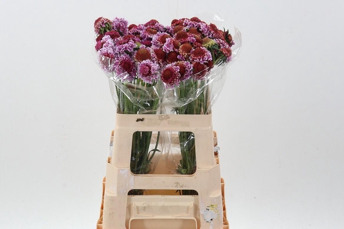 <h4>Scab At F Bicolor Pink</h4>