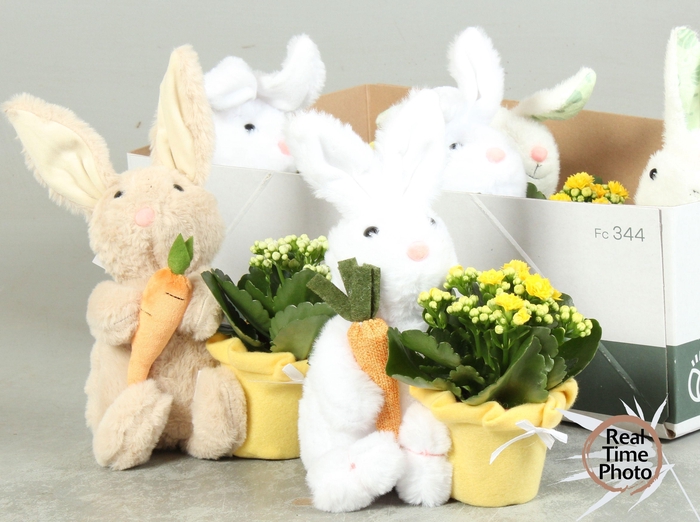 <h4>ARR KAMERPL</h4>