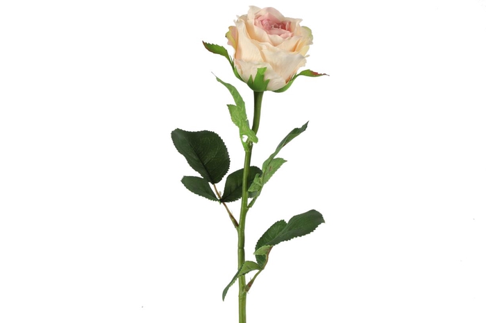 <h4>Af Rosa L70cm L.roze</h4>