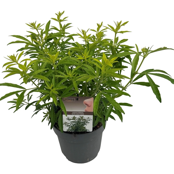 <h4>Choisya 'Aztec Gold' ® sense</h4>