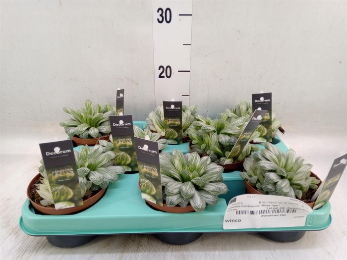 <h4>Haworthia cymbiformis</h4>