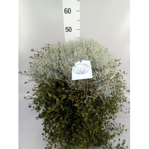 Leucophyta brownii