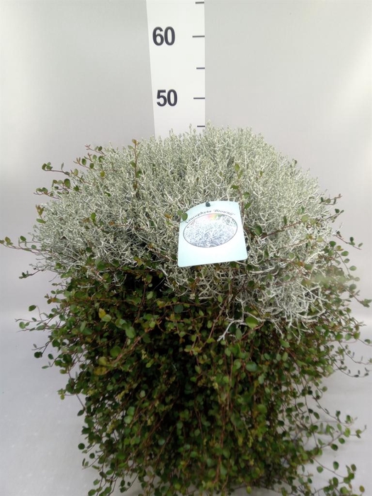 <h4>Leucophyta brownii</h4>