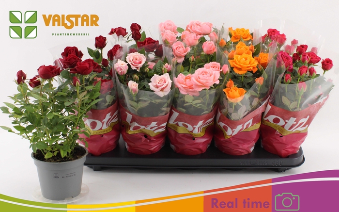 <h4>RO LOTZ OF GEM 5 KL</h4>