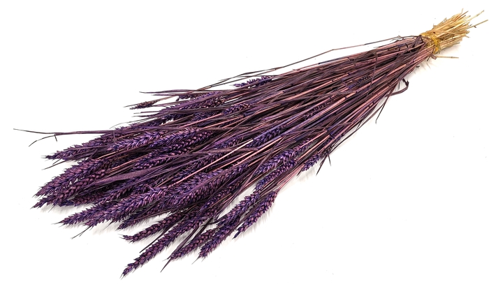Triticum (sunbleached) per bunch Purple