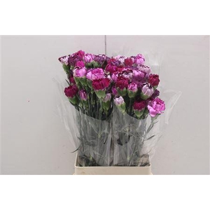 Di St Rainbow Mix Purple