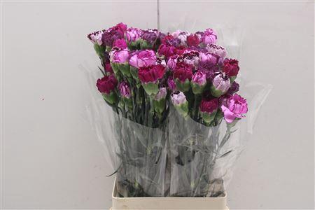 <h4>Di St Rainbow Mix Purple</h4>