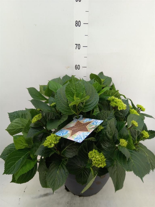 <h4>Hydrangea mac.</h4>