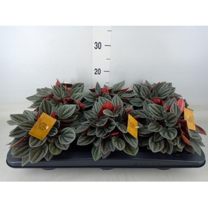 Peperomia caperata 'Santorini'