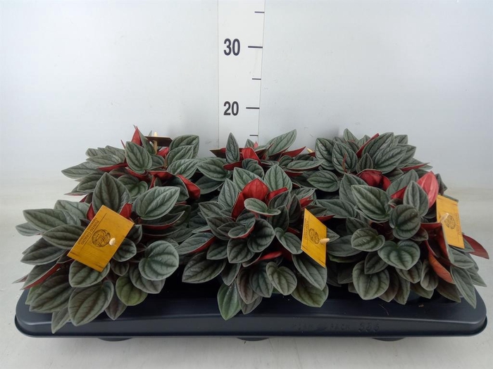 <h4>Peperomia caperata 'Santorini'</h4>