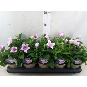 Platycodon grand. 'Astra Pink'