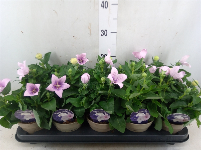 <h4>Platycodon grand. 'Astra Pink'</h4>