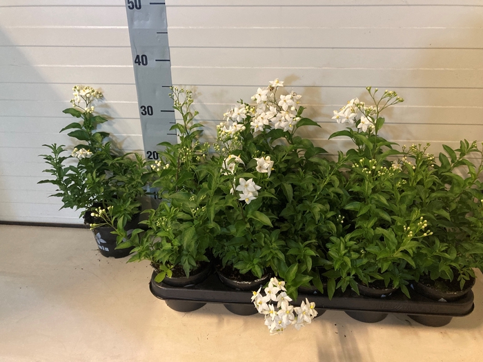 <h4>SOLANUM JASMINOIDES</h4>
