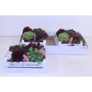 ARR SEMPERVIVUM