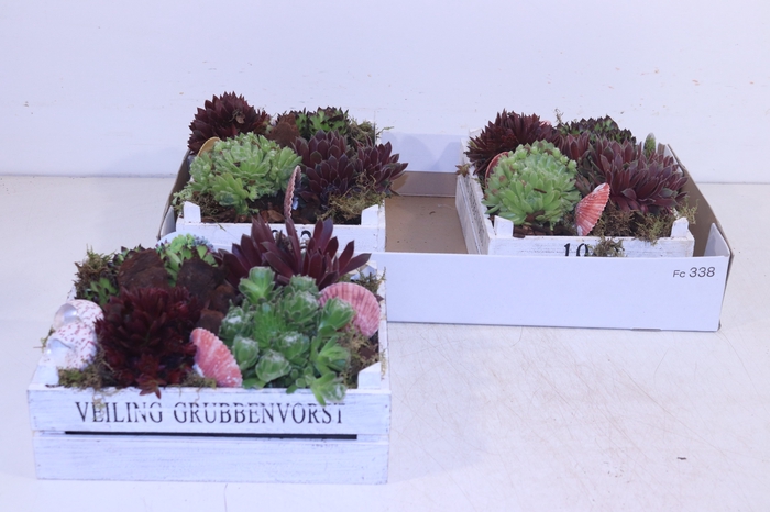 <h4>ARR SEMPERVIVUM</h4>