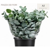 Euc. Cinerea Azur Riviera Short
