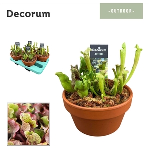 SARRACENIA OV