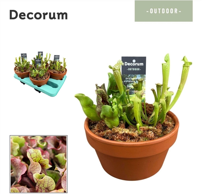 <h4>SARRACENIA OV</h4>