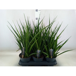 Sansevieria kirkii 'Friends'