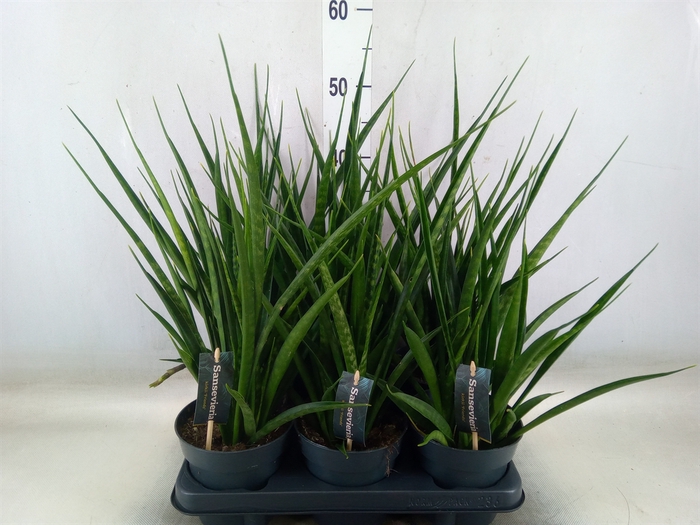 <h4>Sansevieria kirkii 'Friends'</h4>