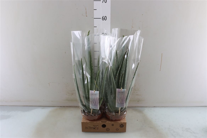 <h4>Aloe Vera Barbadensis</h4>