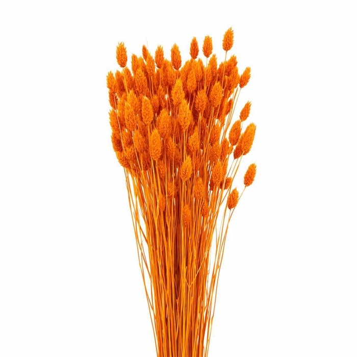 <h4>Dried Phalaris X5 Oranje Bunch</h4>