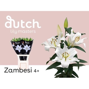 LI OT ZAMBESI