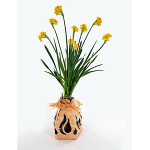 Bunchy Bulbs Grand soleil d' Or
