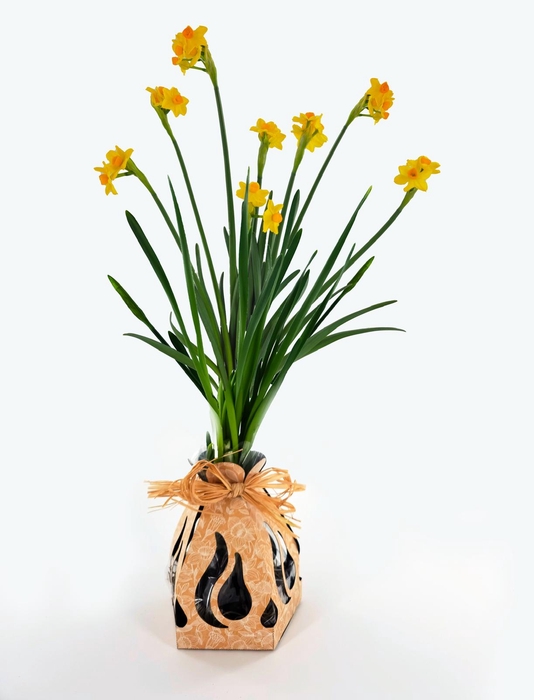 <h4>Bunchy Bulbs Grand soleil d' Or</h4>