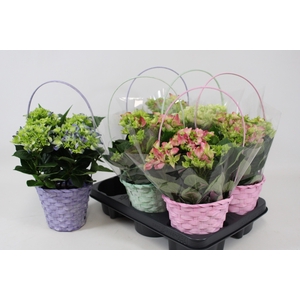 ARR HYDRANGEA