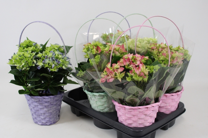 <h4>ARR HYDRANGEA</h4>