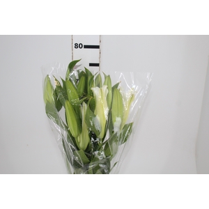 LIRIO PREMIUM BLOND