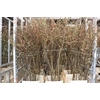 Chaenomeles Japonica Red P Stem