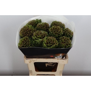 Brassica Wx (crane) Olijfgroen