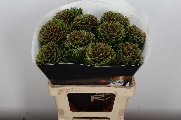 <h4>Brassica Wx (crane) Olijfgroen</h4>