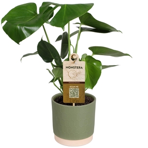 MONSTERA DELICIOSA