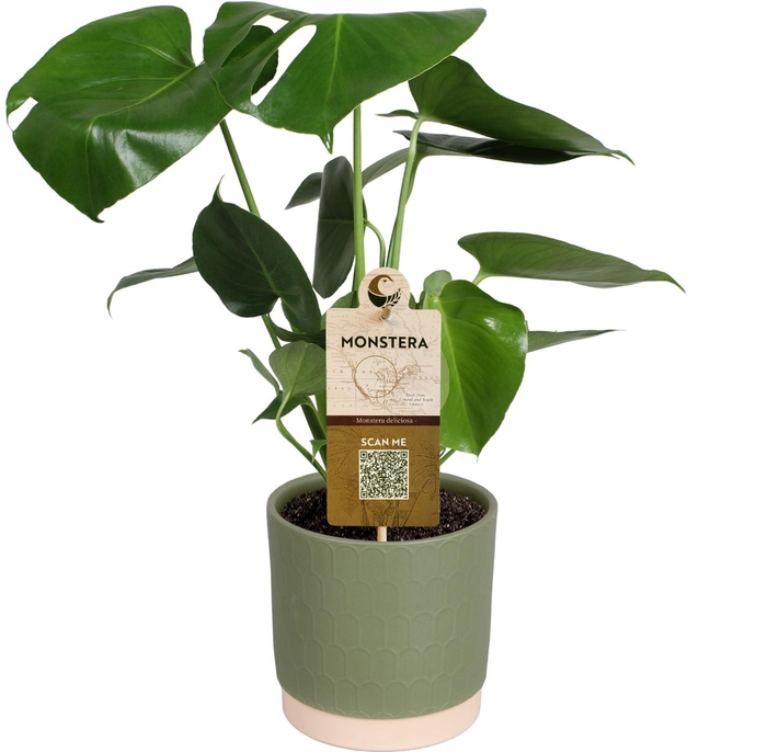 <h4>MONSTERA DELICIOSA</h4>