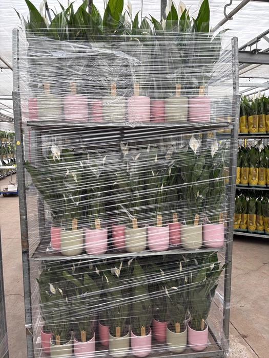 <h4>SPATH SWEET CHICO</h4>