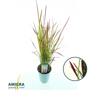 Imperata cylindrica 'Red Baron'