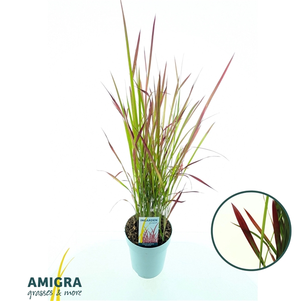 <h4>Imperata cylindrica 'Red Baron'</h4>